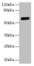C8orf34 Polyclonal Antibody (100 µl)