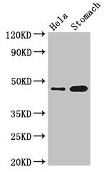 GFRAL Polyclonal Antibody (20 µl)