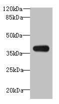 ASB7 Polyclonal Antibody (100 µl)