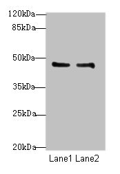 GPR34 Polyclonal Antibody (100 µl)