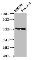 RUVBL1 Polyclonal Antibody (100 µl)