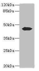 ACTL7B Polyclonal Antibody (100 µl)