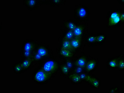 MAEL Polyclonal Antibody (50 µl)