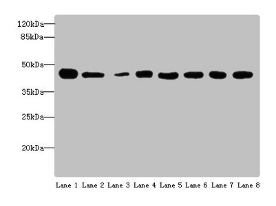 ACTL6A Polyclonal Antibody (100 µl)