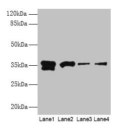 APEX1 Polyclonal Antibody (100 µl)