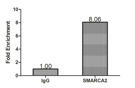 SMARCA2 Polyclonal Antibody (20 µl)