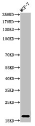 Histone H3K37me1 (H3K37 Monomethyl) Polyclonal Antibody (100 µl)