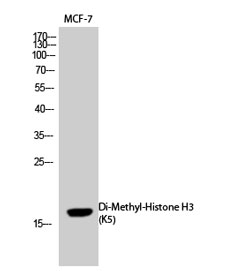 Histone H3K5me2 (H3K5 Dimethyl) Polyclonal Antibody (100 µl)