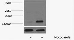 Phospho Histone H3 (Thr32) Polyclonal Antibody (100 µl)