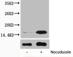 Phospho Histone H3 (Tyr41) Polyclonal Antibody (100 µl)