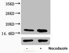 Phospho Histone H3 (Thr45) Polyclonal Antibody (50 µl)