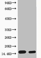 Phospho Histone H4 (Ser1) Polyclonal Antibody (100 µl)