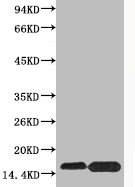 Phospho Histone H4 (Ser47) Polyclonal Antibody (100 µl)