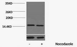 Phospho Histone H4 (Thr80) Polyclonal Antibody (50 µl)