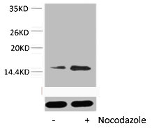Phospho Histone H2B (Ser32) Polyclonal Antibody (50 µl)