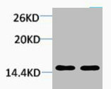 Histone H1K25me1 (H1K25 Monomethyl) Polyclonal Antibody (100 µl)