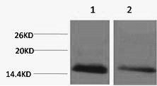 Histone H2BK5me1 (H2BK5 Mono Methyl) Polyclonal Antibody (50 µl)
