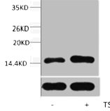 Histone H2BK23ac (Acetyl H2BK23) Polyclonal Antibody (100 µl)