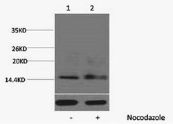 Phospho Histone H1 (Ser1) Polyclonal Antibody (50 µl)