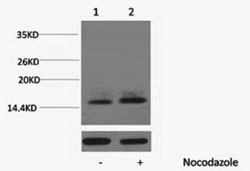 Phospho Histone H1 (Thr3) Polyclonal Antibody (100 µl)