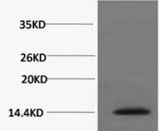 Phospho Histone H2A.X (Ser139) Polyclonal Antibody (50 µl)