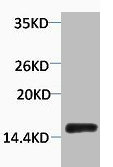 Phospho Histone H2A.X (Tyr142) Polyclonal Antibody (50 µl)
