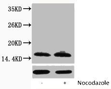 Phospho Histone H2B (Ser14) Polyclonal Antibody (100 µl)