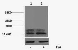 Histone H2A.ZK4ac (Acetyl H2A.ZK4) Polyclonal Antibody (50 µl)