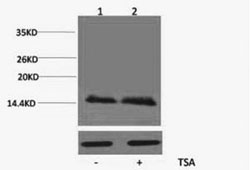 Histone H2BK5ac (Acetyl H2BK5) Polyclonal Antibody (100 µl)