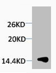 Histone H1K25me3 (H1K25 Trimethyl) Polyclonal Antibody (100 µl)