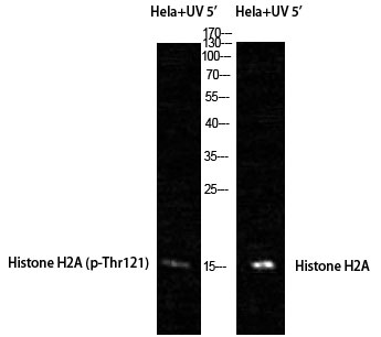 Phospho Histone H2A (T121) Polyclonal Antibody (100 µl)