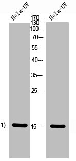 Histone H2A Polyclonal Antibody (100 µl)