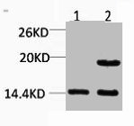 Histone H2A.Z Polyclonal Antibody (50 µl)