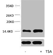 Histone H2AK9ac (Acetyl H2AK9) Polyclonal Antibody (100 µl)