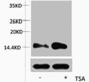 Histone H2AK15ac (Acetyl H2AK15) Polyclonal Antibody (100 µl)