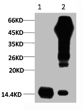 Histone H3 Monoclonal Antibody [1G1] (50 µl)