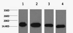 Western blot analysis of (1) Hela, (2) Raw, (3) mouse brain tissue, and (4) rat brain tissue at a 1:5000 dilution.