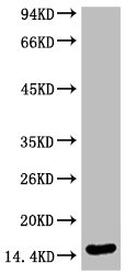 Histone H3K79me2 (H3K79 Dimethyl) Monoclonal Antibody [Q7] (100 µl)