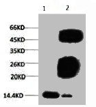 Histone H3K79me3 (H3K79 Trimethyl) Monoclonal Antibody [3G3] (50 µl)