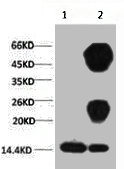 Histone H3K27me2 (H3K27 Dimethyl) Monoclonal Antibody [3B12] (50 µl)