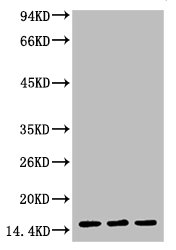 Histone H3K4me3 (H3K4 Trimethyl) Monoclonal Antibody [2E11] (50 µl)