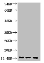 Histone H3K9me2 (H3K9 Dimethyl) Monoclonal Antibody [3C2] (50 µl)