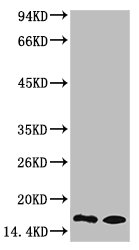 Histone H3K9me1 (H3K9 Monomethyl) Monoclonal Antibody [1E8] (50 µl)