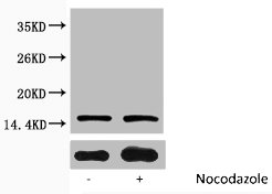 Phospho Histone H3 (Ser10) Polyclonal Antibody (100 µl)