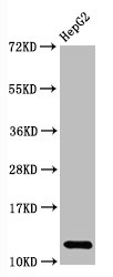 Histone H2AB/E Monoclonal Antibody [RMC385C] (100 µl)