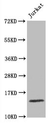 Histone H3.1 Monoclonal Antibody [RMC418N] (100 µl)