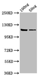 lacZ Polyclonal Antibody (100 µl)