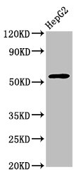 Wdr37 Polyclonal Antibody (100 µl)