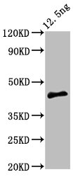 PMRT15 Polyclonal Antibody (100 µl)