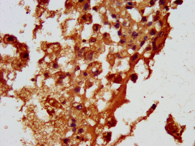 HBEGF Polyclonal Antibody (20 µl)